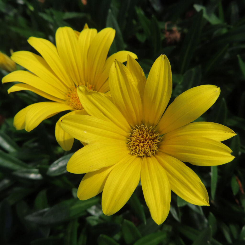 黄色いガザニアの花が二輪、緑の葉の上で咲いている接写写真