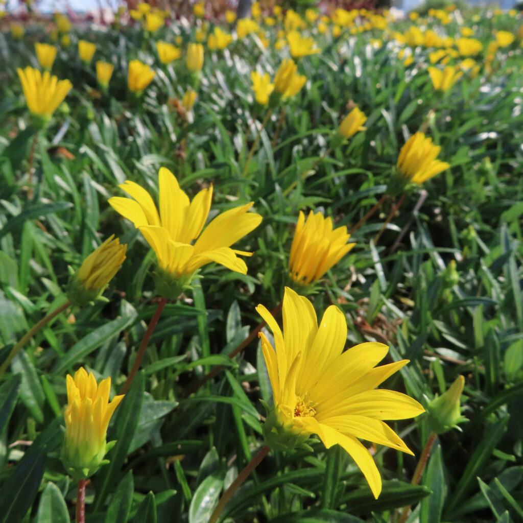 春の庭で黄色いガザニアが群生し咲きそろう様子をクローズアップで写した写真