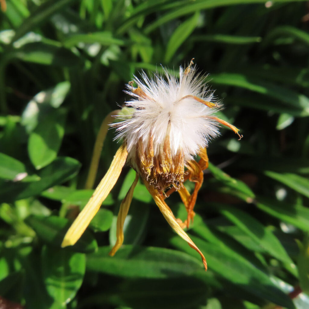 ガザニアの綿毛状の種が陽光を受けてふわりと開いた姿を接写で撮影した写真