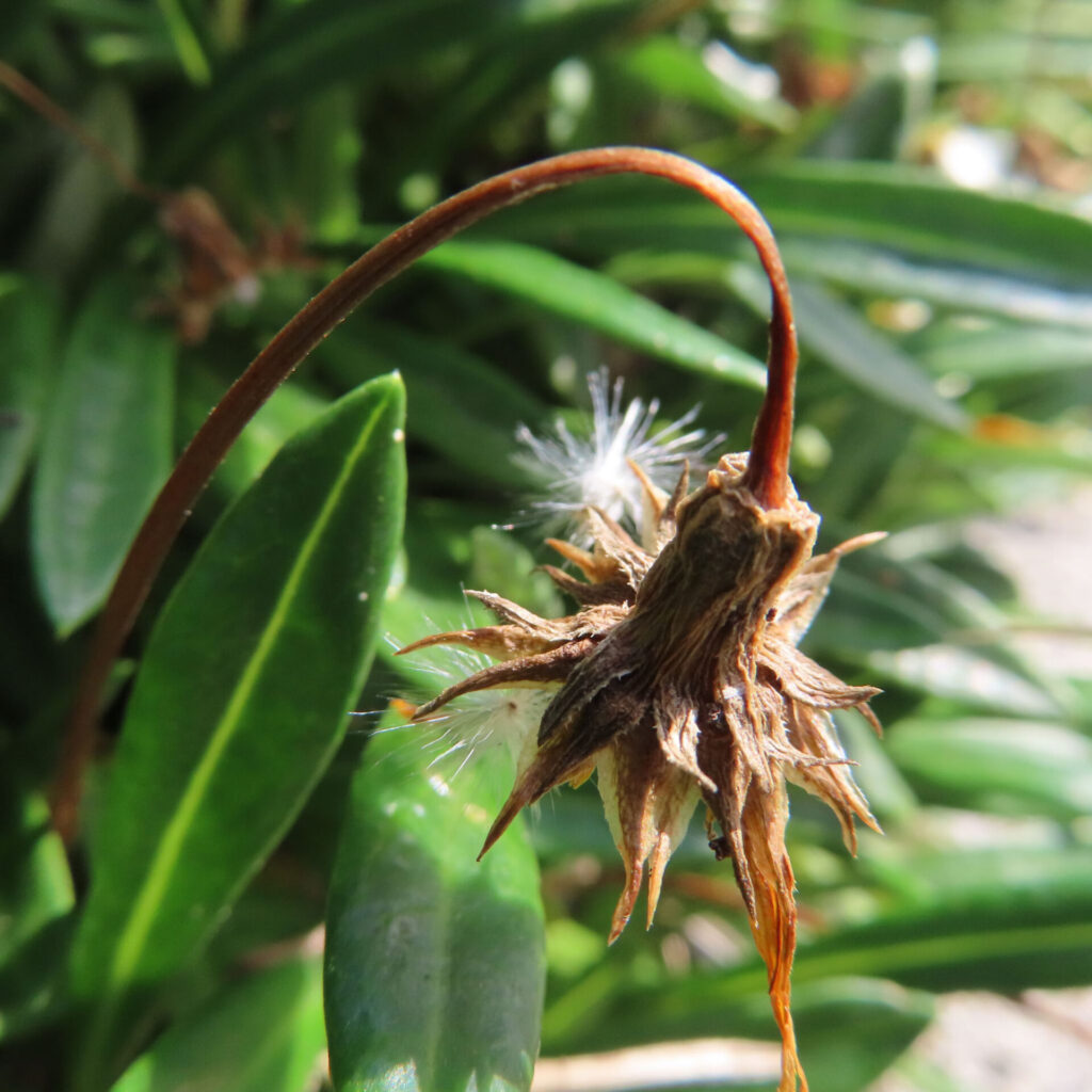 ガザニアの枯れた花が弧を描く茎とともに写った接写写真