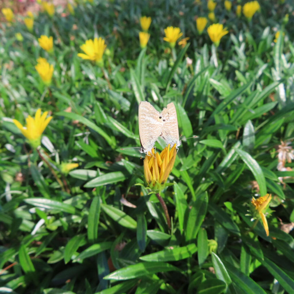 ガザニアの蕾にとまる小さな蝶を接写で撮影した写真