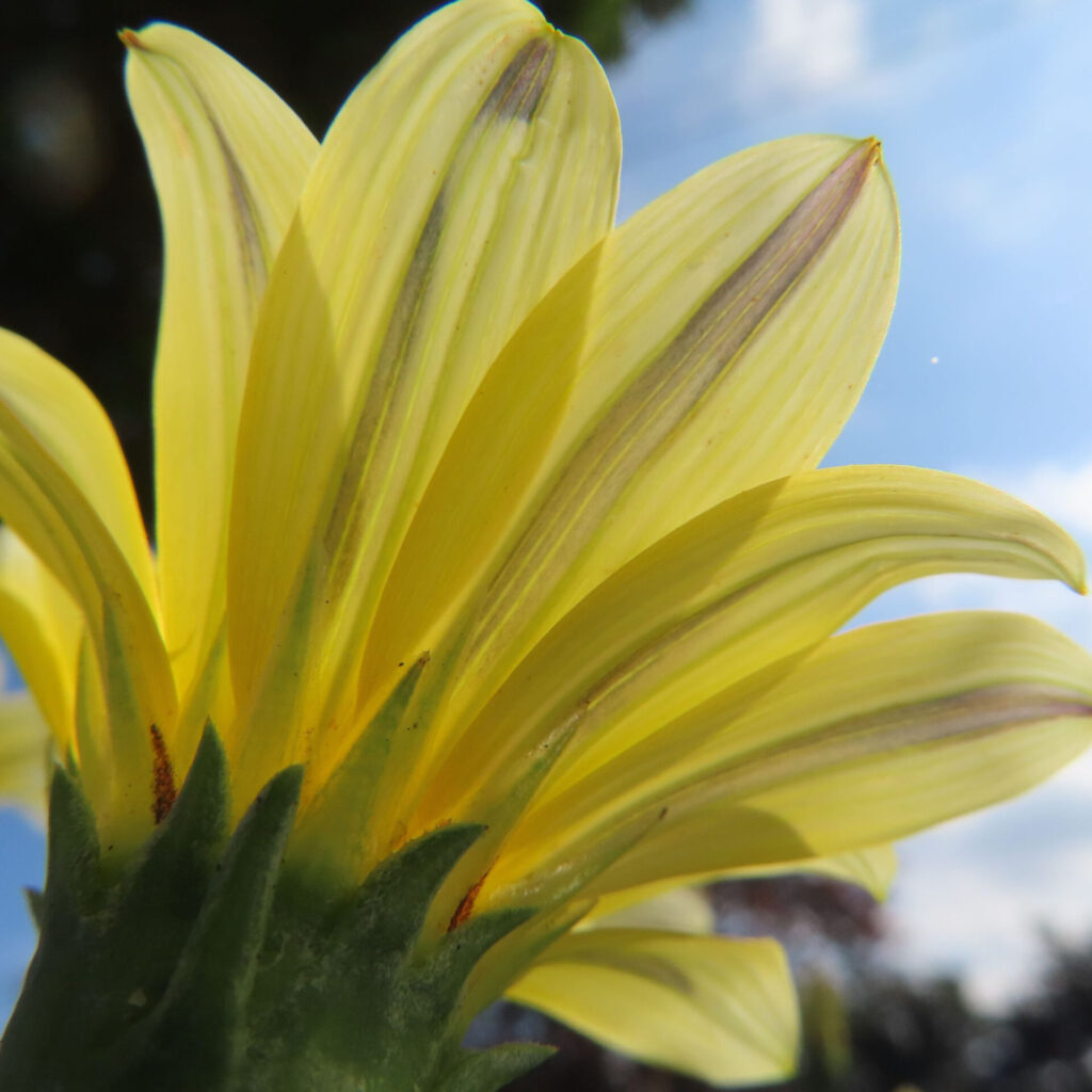 逆光で透ける黄色いガザニアの花びらをクローズアップで撮影した写真