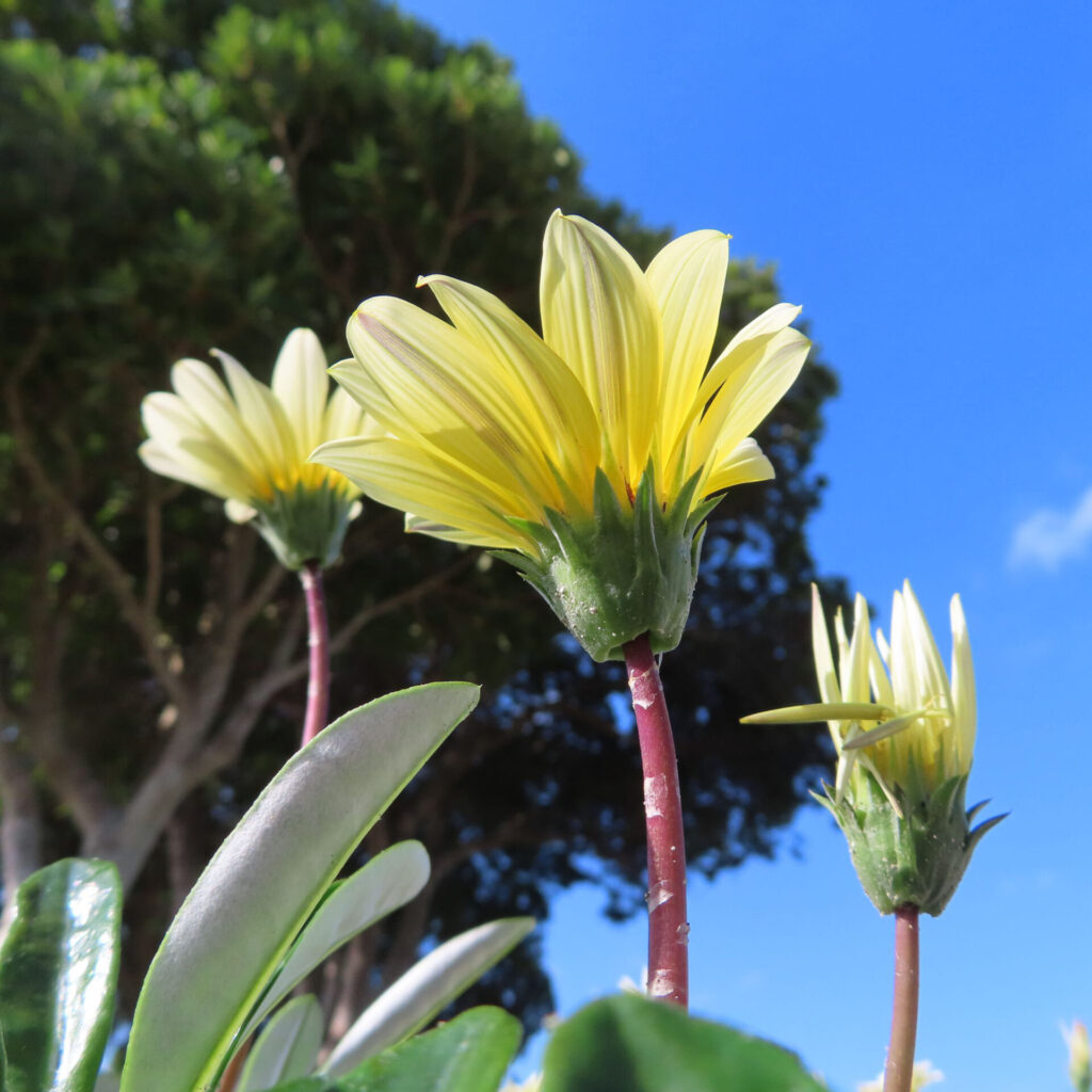 青空を背景に黄色いガザニアの花をローアングルで撮影した写真