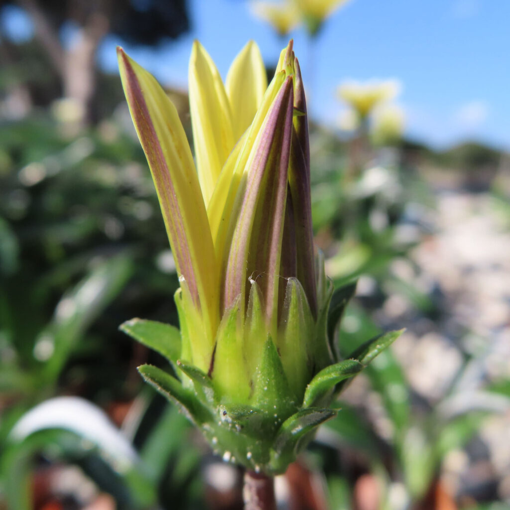 黄色いガザニアの蕾をアップで撮影した写真｜朝日を受けて開花前の花が立ち上がる様子