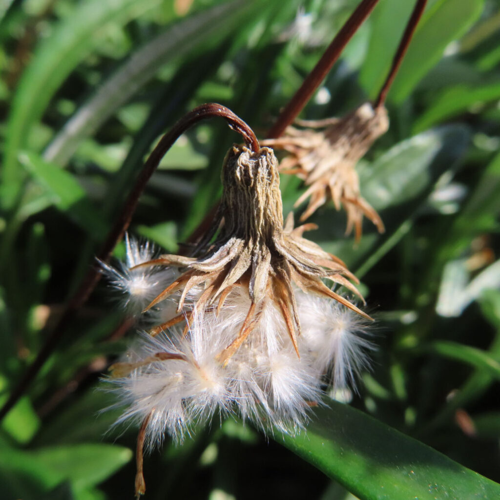 ガザニアの枯れた花と綿毛をアップで写した写真　緑の葉の中でふわふわした種子が日差しに輝く