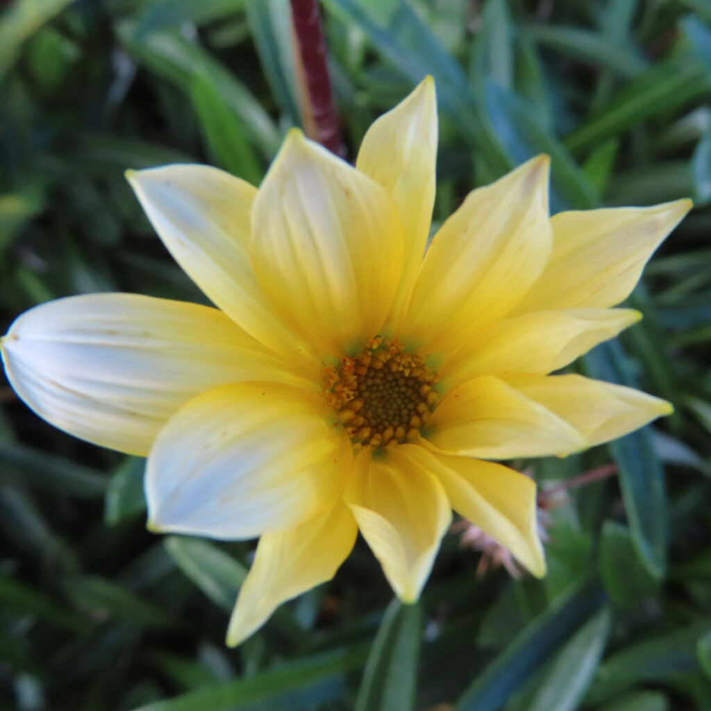 黄色いガザニアの花を真上から撮影したクローズアップ写真。中心部の細かな花粉と柔らかな花びらが鮮明に写っている