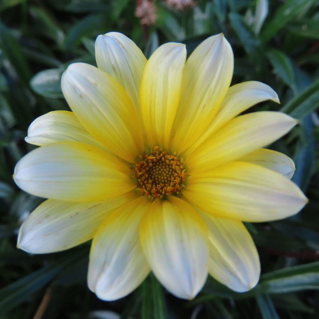 黄色いガザニアの花を真上から撮影した鮮明なクローズアップ写真