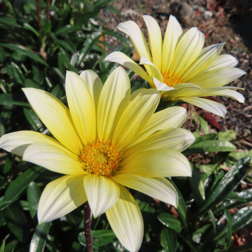 淡い黄色のガザニアが2輪咲き、緑の葉を背景に日差しを受けて輝く春の花の接写写真