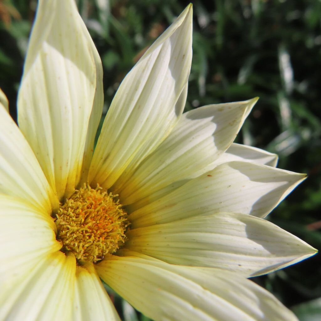 白に近い淡黄色のガザニアをアップで撮影した写真。中心部の黄色い花盤と放射状の花びらが鮮明に写っている