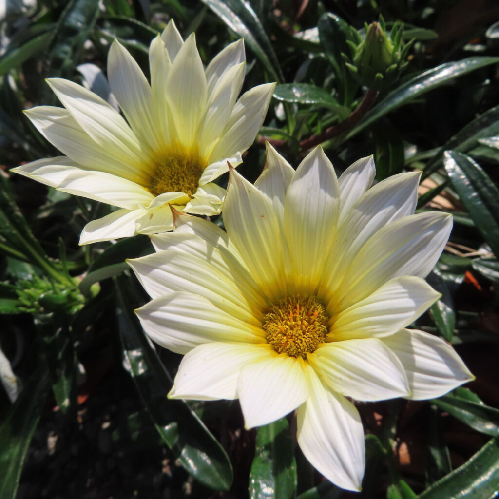 日差しを受けて咲く淡い黄色のガザニアの2輪を鮮明に捉えた接写写真