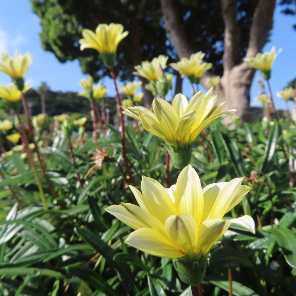 青空の下で群生する黄色いガザニアの花をクローズアップで写した写真