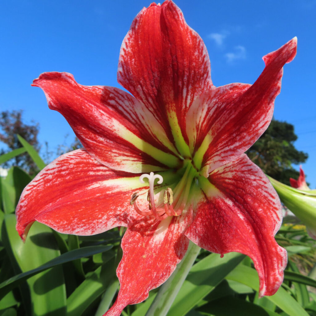 青空を背景に赤と白の縞模様が美しく際立つアマリリスのクローズアップ写真