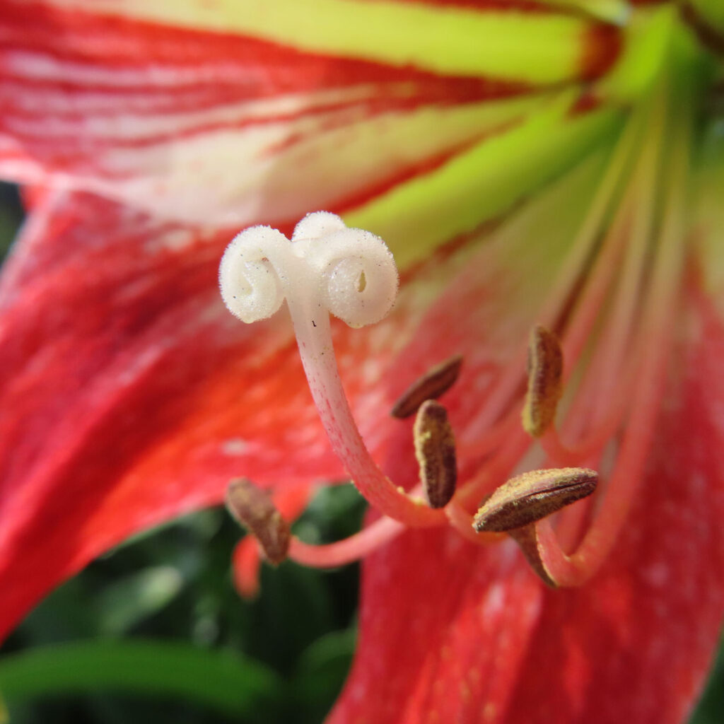 赤と白のアマリリスの花を超接写で撮影した写真。白い雌しべ先端の巻いた形状と茶色い雄しべの葯が詳細に映るマクロショット
