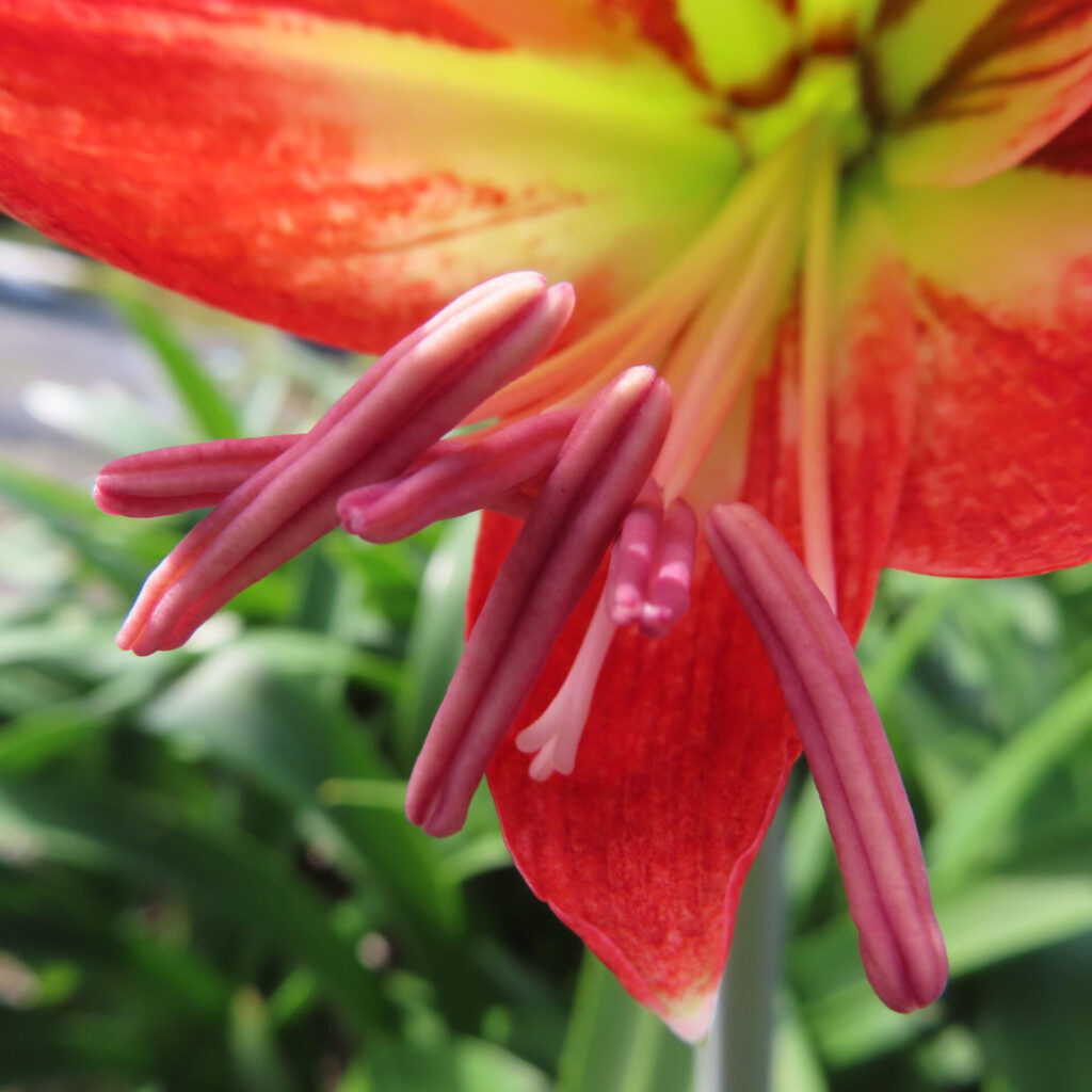 アマリリスのピンク色のおしべをマクロ撮影した接写写真。赤い花びらとライムグリーンの中心が背景に柔らかくぼける構図