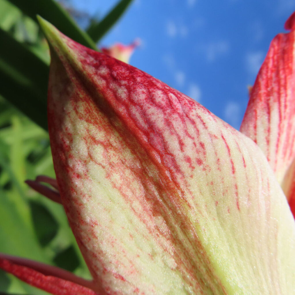 アマリリスの花びらの赤い縞模様を青空の下で接写したマクロ写真