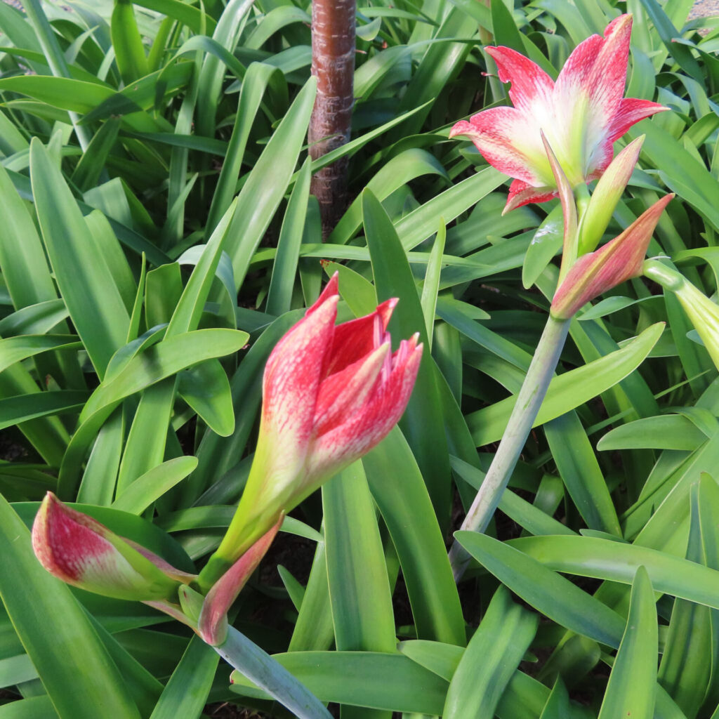 アマリリスの蕾と咲き始めの花を緑の葉に囲まれた環境で撮影した写真