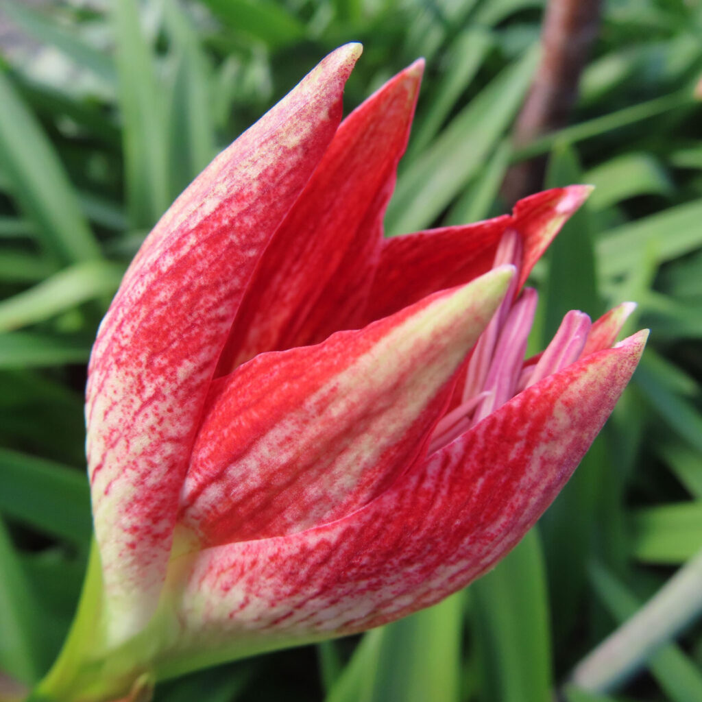 アマリリスの赤い蕾を緑の葉の前で接写した鮮明な写真