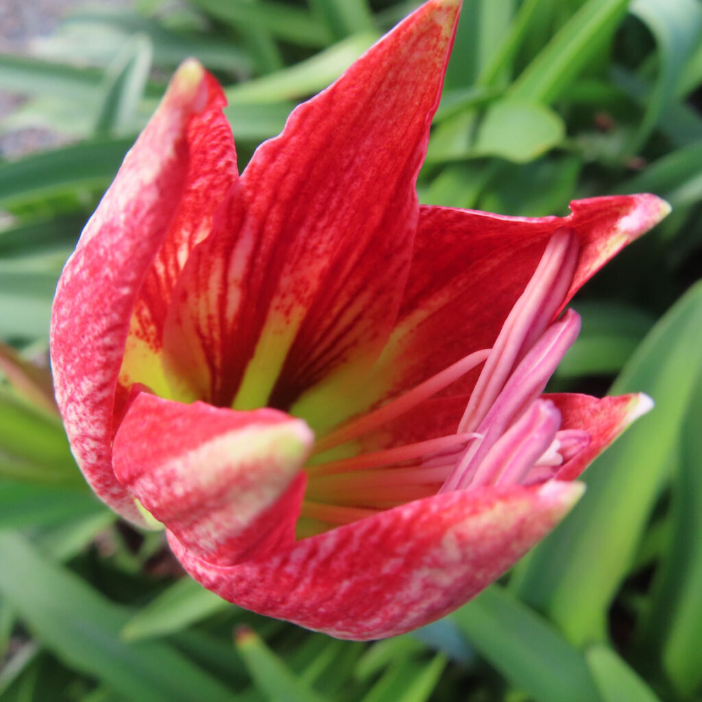 アマリリスの赤い蕾が開き始める様子を接写した鮮明なマクロ写真