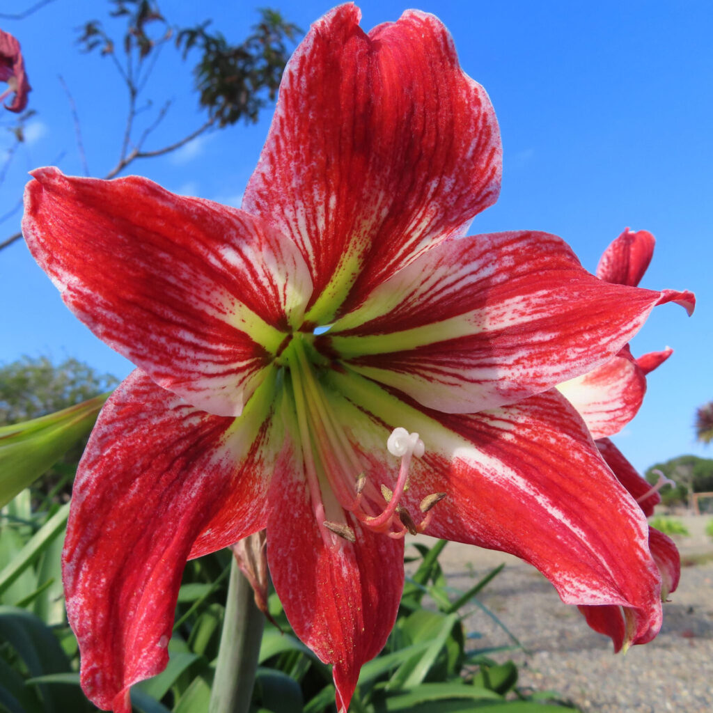 青空を背景に赤と白のストライプ模様が鮮やかに映えるアマリリスのクローズアップ写真