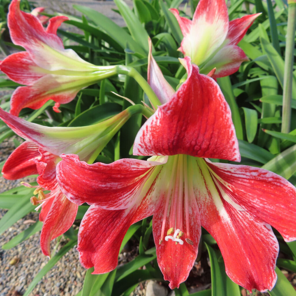 赤と白のアマリリスが群生する様子を近距離で撮影した写真。鮮やかな赤い花びらと中央の黄緑色が際立つ春の花のクローズアップ