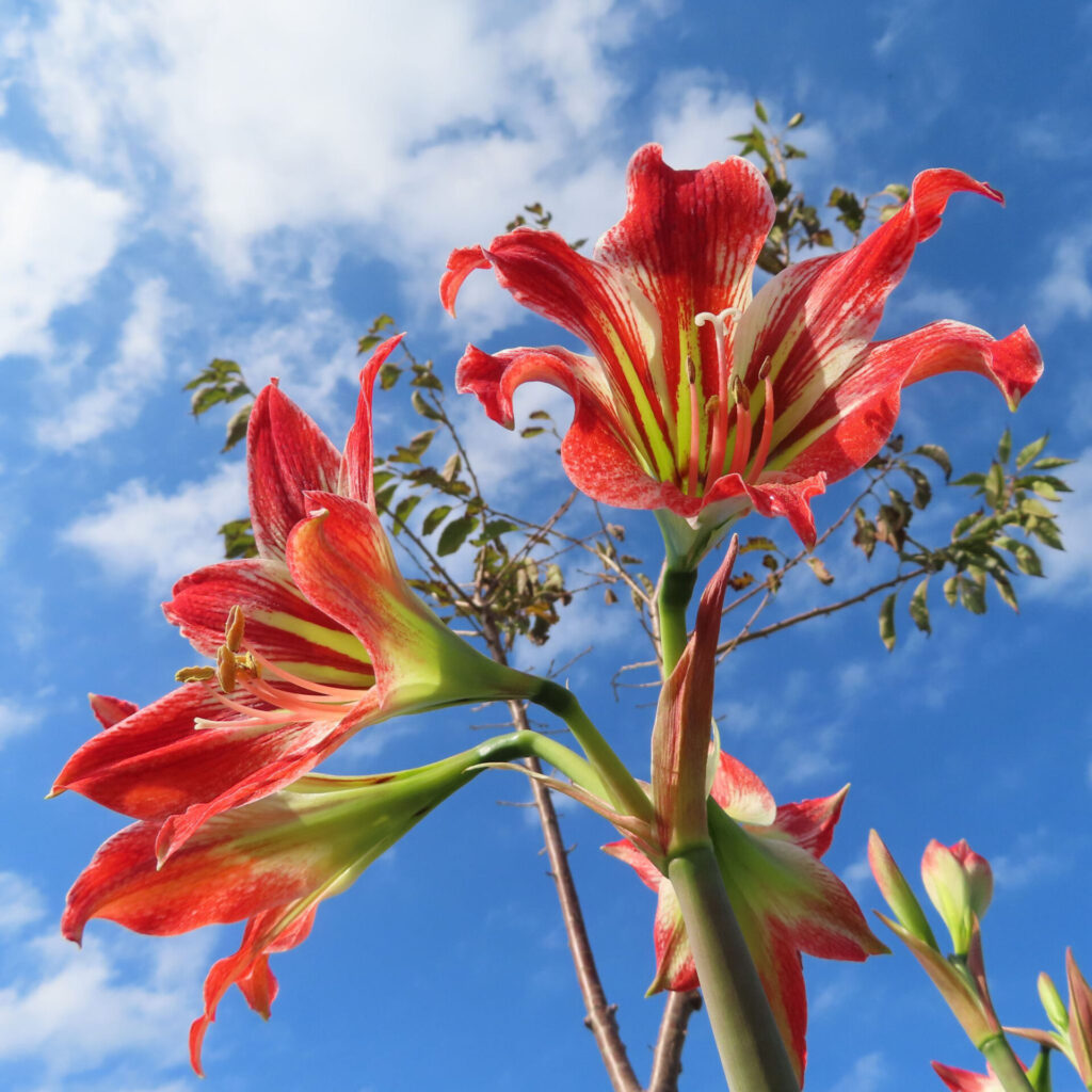 青空を背景に赤と白のストライプ模様のアマリリスが上向きに咲く姿を下から見上げて撮影した写真