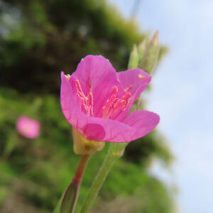 鮮やかなピンク色の花を咲かせるユウゲショウをやや斜めから撮影した写真