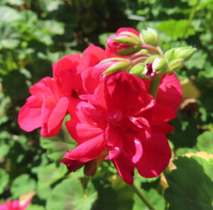 ゼラニウムの天竺葵とくちばし形を撮影した花写真