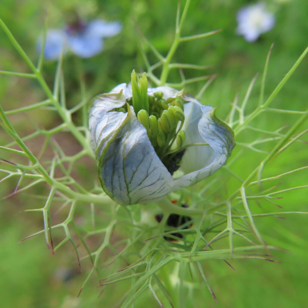 青いニゲラの花の蕾が開き始めています