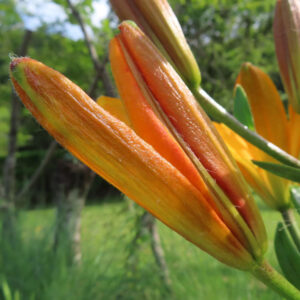 オレンジリリーの橙色のユリを撮影した花写真