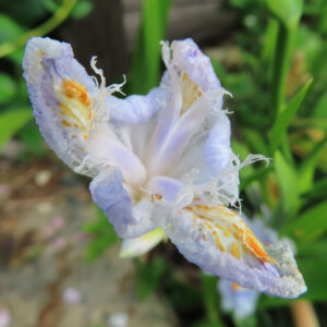 シャガの日陰に咲く文様花を撮影した花写真