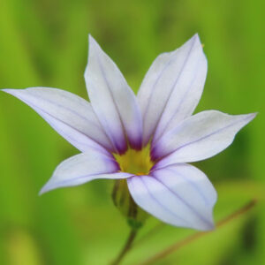 背景の緑に映える淡紫色のニワゼキショウの花びらのアップ写真