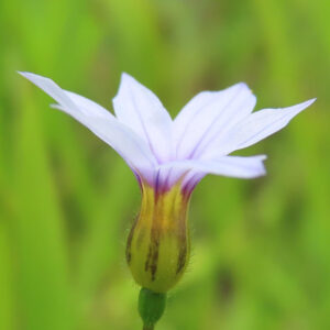ニワゼキショウの花を横から撮影した春の野草のマクロ写真