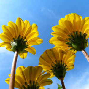 青空を背景に黄色いガザニアの花を下から見上げて撮影した逆光写真｜複数の花が透けて輝く構図