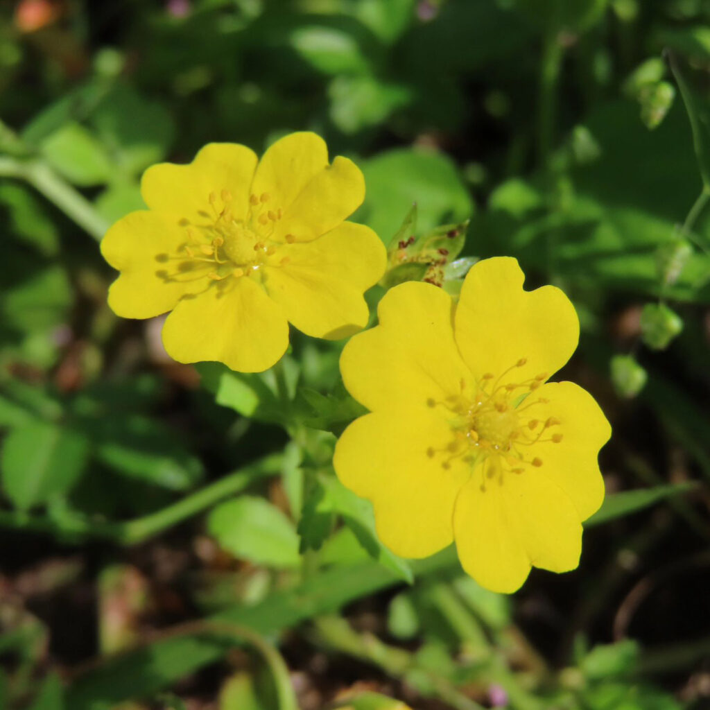 ヘビイチゴが黄色い花を咲かせています