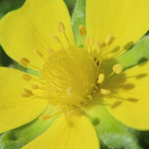 ヘビイチゴの黄色い花を撮影した花写真