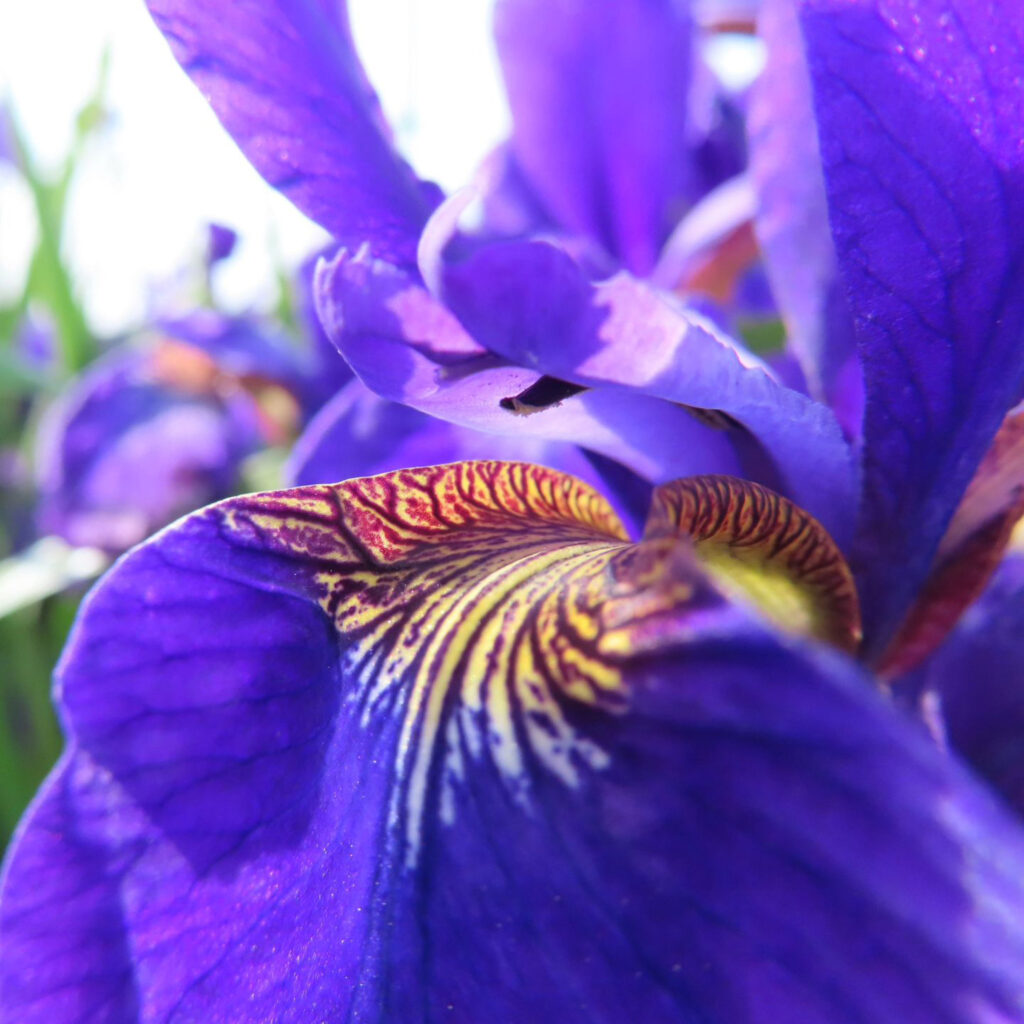 アヤメが紫色の花をさかせています