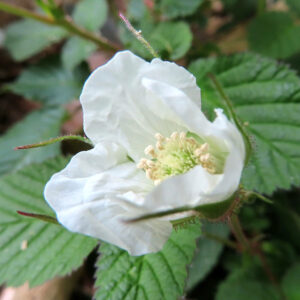 クサイチゴの白花を撮影した花写真