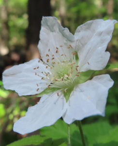クサイチゴの白花を撮影した花写真
