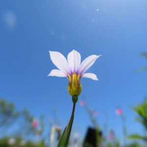 青空を背景に白いニワゼキショウの花を下から見上げた写真