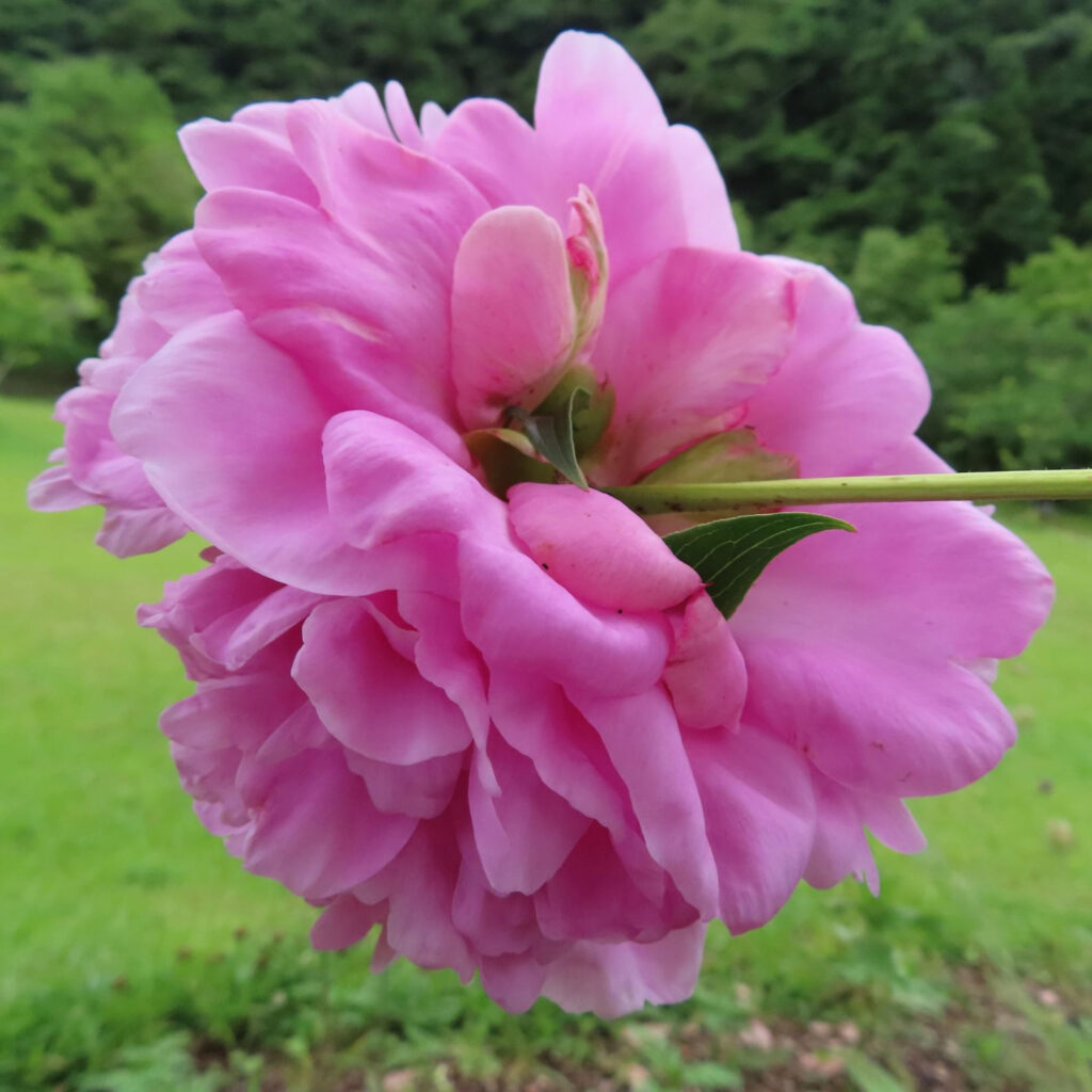 後ろからのシャクヤクのピンク色の花