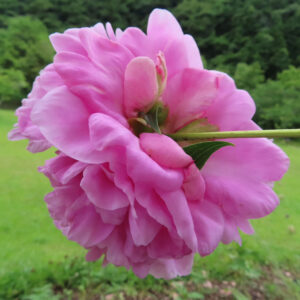 シャクヤクの立てば芍薬を撮影した花写真