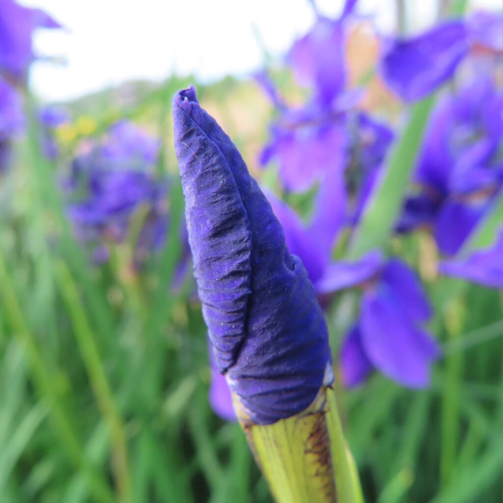 アヤメが紫色の花をさかせています