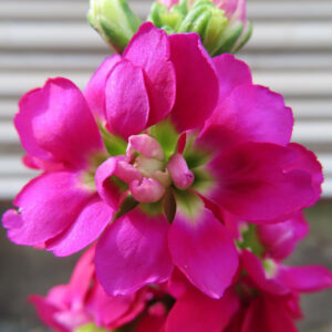 ストックのまっすぐ香る花穂を撮影した花写真