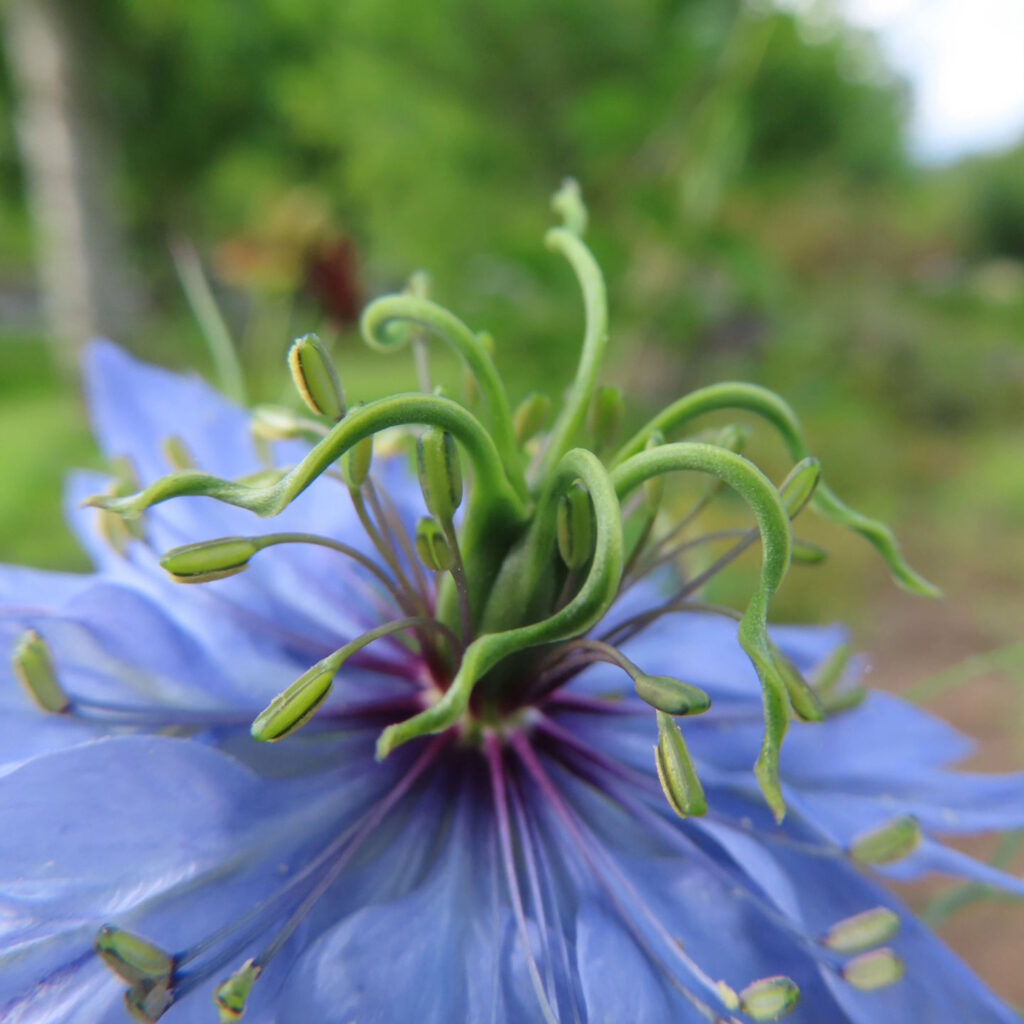 青いニゲラの花の蕊にクローズアップしています