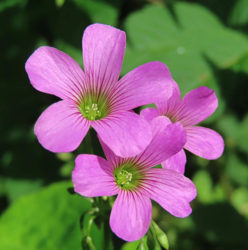 ムラサキカタバミがピンク色の花を咲かせています