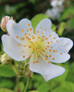 ノイバラの野ばらの白い一重花を撮影した花写真