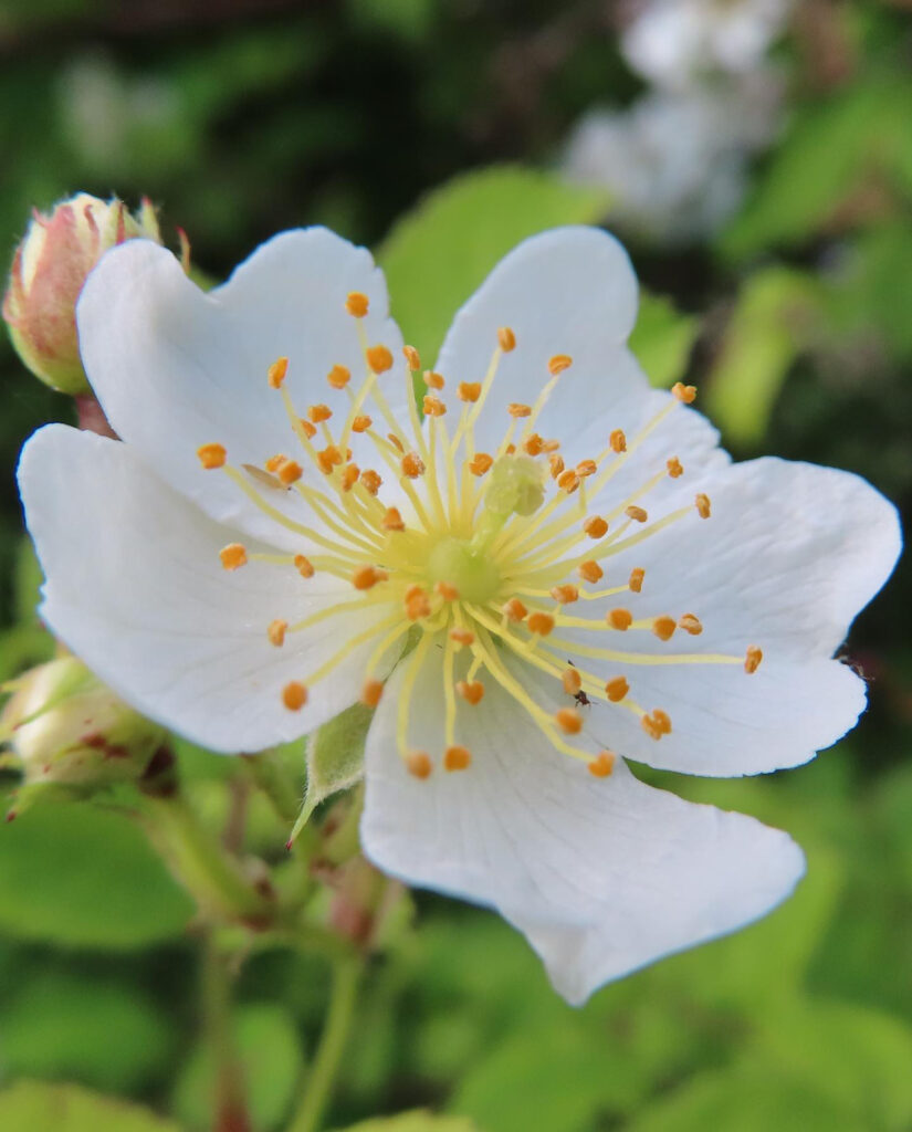 ノイバラが白い花を咲かせています