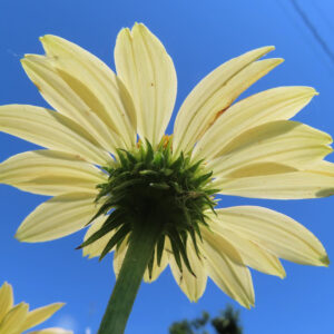 青空を背景に淡黄色のエキナセアを下から見上げて撮影した高画質無料写真。花弁の裏側と緑の苞葉が鮮明に映る