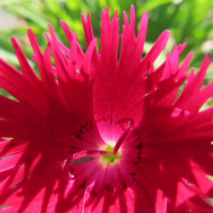 ナデシコの秋の七草を撮影した花写真