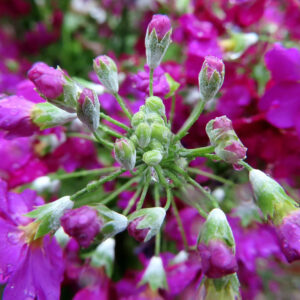 プリムラの春を告げる花を撮影した花写真